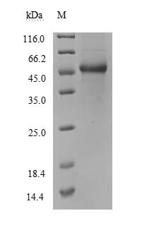 Recombinant Human Tumor necrosis factor ligand superfamily member 13B (TNFSF13B), partial,Biotinylated (Active), Homo sapiens (Human), Mammalian cell, N-terminal hFc-Avi-tagged, 46.2 kDa, purity >90% as determined by SDS-PAGE.Greater than 95% as determined by SEC-HPLC.
