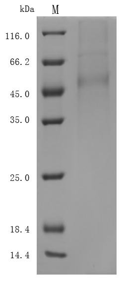 Recombinant Human Delta-like protein 3 (DLL3), partial (Active), Homo sapiens (Human), Mammalian cell, C-terminal 6xHis-tagged, 51.5 kDa, purity >85% as determined by SDS-PAGE.