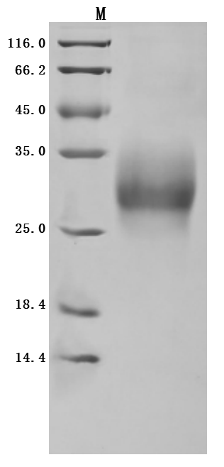 Recombinant Human Tumor necrosis factor receptor superfamily member 9 (TNFRSF9), partial (Active), Homo sapiens (Human), Mammalian cell, C-terminal 10xHis-tagged, 19.1 kDa, purity >95% as determined by SDS-PAGE.
