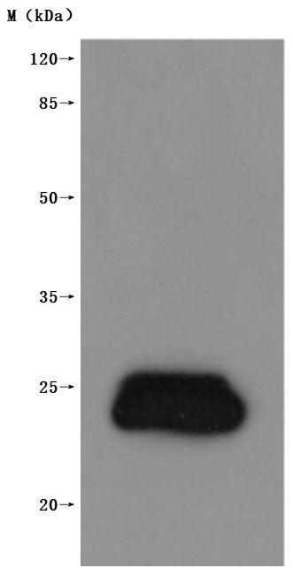 Recombinant Human Claudin-3 (CLDN3)-VLPs (Active), Homo sapiens (Human), Mammalian cell, C-terminal 10xHis-tagged (This tag can be tested only under denaturing conditions), 24.7 kDa