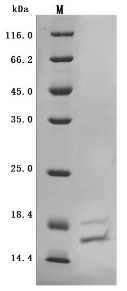 Recombinant Human Interleukin-17A (IL17A) (T26A) (Active), Homo sapiens (Human), Baculovirus, N-terminal 6xHis-tagged, 15.9 kDa, purity >95% as determined by SDS-PAGE.
