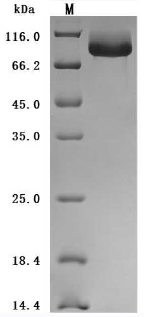 Recombinant Mouse Complement component C1q receptor (Cd93), partial (Active), Mus musculus (Mouse), Mammalian cell, C-terminal 10xHis-tagged, 60.9 kDa, purity >95% as determined by SDS-PAGE.