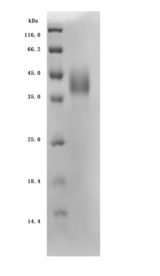 Recombinant Human Tumor-associated calcium signal transducer 2 (TACSTD2), partial (Active), Homo sapiens (Human), Mammalian cell, C-terminal 10xHis-tagged, 30.3 kDa, purity >95% as determined by SDS-PAGE.