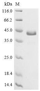 Recombinant Human Delta-like protein 3 (DLL3), partial (Active), Homo sapiens (Human), Mammalian cell, C-terminal mFc-tagged, 39.7 kDa, purity >95% as determined by SDS-PAGE.Greater than 90% as determined by SEC-HPLC.