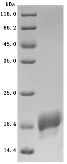 Recombinant Human Serine/threonine-protein kinase receptor R3 (ACVRL1), partial (Active), Homo sapiens (Human), Baculovirus, C-terminal 6xHis-tagged, 11.5KDa, purity >95% as determined by SDS-PAGE.