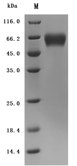 Recombinant Macaca fascicularis Interleukin 1 receptor accessory protein(IL1RAP), partial (Active), Macaca fascicularis (Crab-eating macaque) (Cynomolgus monkey), Mammalian cell, C-terminal 10xHis-tagged, 40.5 kDa, purity >95% as determined by SDS-PAGE.Greater than 95% as determined by SEC-HPLC.
