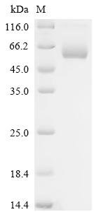 Recombinant Human C-type lectin domain family 9 member A (CLEC9A), partial, Biotinylated (Active), Homo sapiens (Human), Mammalian cell, N-terminal hFc1-Avi-tagged, 50.4 kDa, purity >90% as determined by SDS-PAGE.