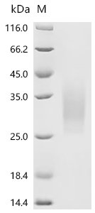 Recombinant Macaca fascicularis Parathyroid hormone/parathyroid hormone-related peptide receptor (PTH1R), partial (Active), Macaca fascicularis (Crab-eating macaque) (Cynomolgus monkey), Mammalian cell, C-terminal 10xHis-tagged, 20.0 kDa, purity >95% as determined by SDS-PAGE.