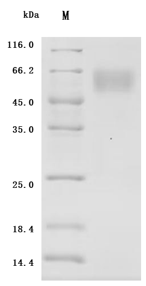 Recombinant Human B-cell antigen receptor complex-associated protein alpha chain (CD79A), partial (Active), Homo sapiens (Human), Mammalian cell, C-terminal mFc-Flag-tagged, 41.3 kDa, purity >95% as determined by SDS-PAGE.
