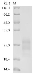 Recombinant Human Interferon gamma (IFNG) (Active), Homo sapiens (Human), Mammalian cell, C-terminal 10xHis-tagged, 18.2 kDa, purity >90% as determined by SDS-PAGE.