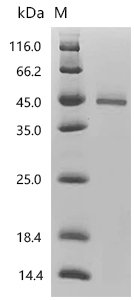 Recombinant Human Tumor necrosis factor receptor superfamily member 10B (TNFRSF10B), partial (Active), Homo sapiens (Human), Mammalian cell, C-terminal hFc1-tagged, 41.8 kDa, purity >90% as determined by SDS-PAGE.