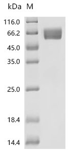 Recombinant Macaca mulatta Interleukin-6 receptor subunit alpha (IL6R), Partial (Active), Macaca mulatta (Rhesus macaque), Mammalian cell, C-terminal 10xHis-tagged, 39.5 kDa, purity >95% as determined by SDS-PAGE.Greater than 90% as determined by SEC-HPLC.