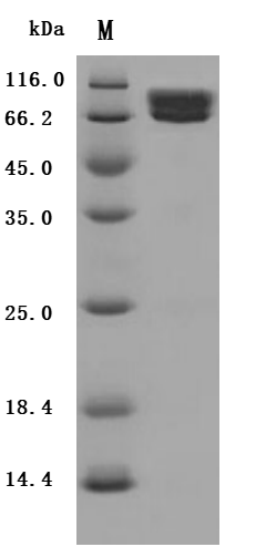 Recombinant Human Intercellular adhesion molecule 1 (ICAM1), partial (Active), Homo sapiens (Human), Mammalian cell, C-terminal 10xHis-tagged, 50.9 kDa, purity >95% as determined by SDS-PAGE.