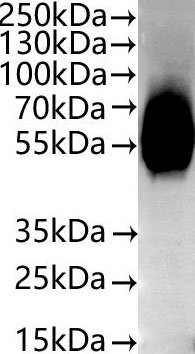 Recombinant Human Solute carrier family 2, facilitated glucose transporter member 1 (SLC2A1)-VLPs (Active), Homo sapiens (Human), Mammalian cell, C-terminal 10xHis-tagged, 55.5 kDa, purity >/