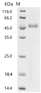 Recombinant Macaca fascicularis Interleukin-2 (IL2) (Active), Macaca fascicularis (Crab-eating macaque) (Cynomolgus monkey), Mammalian cell, C-terminal hFc1-tagged, 44.4 kDa, purity >90% as determined by SDS-PAGE.