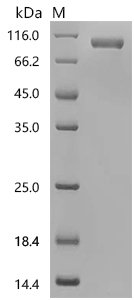 Recombinant Human Sortilin (SORT1), partial (Active), Homo sapiens (Human), Mammalian cell, C-terminal 10xHis-tagged, 77.2 kDa, purity >95% as determined by SDS-PAGE.