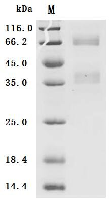 Recombinant Human Clusterin (CLU) (Active), Homo sapiens (Human), Mammalian cell, C-terminal 10xHis-tagged, 51.7 kDa, purity >95% as determined by SDS-PAGE.