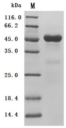 Recombinant Human T-cell surface glycoprotein CD5 (CD5), partial (Active), Homo sapiens (Human), Mammalian cell, C-terminal 10xHis-tagged, 40.0 kDa, purity >90% as determined by SDS-PAGE.