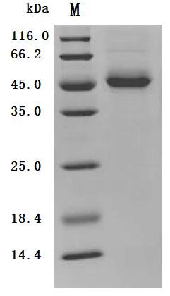 Recombinant Human Lymphocyte antigen 6K (LY6K) (Active), Homo sapiens (Human), Mammalian cell, C-terminal hFc1-tagged, 43.1 kDa, purity >95% as determined by SDS-PAGE.