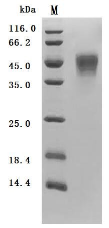 Recombinant Human Low affinity immunoglobulin gamma Fc region receptor III-A (FCGR3A) (F176V), partial, Biotinylated (Active), Homo sapiens (Human), Mammalian cell, C-terminal 10xHis-Avi-tagged, 26.5 kDa, purity >95% as determined by SDS-PAGE.Greater than 95% as determined by SEC-HPLC.