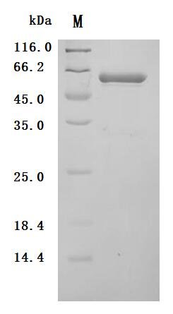 Recombinant Human Legumain (LGMN) (Active), Homo sapiens (Human), Mammalian cell, C-terminal 10xHis-tagged, 49.0 kDa, purity >95% as determined by SDS-PAGE.