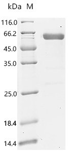 Recombinant Rat Tumor necrosis factor receptor superfamily member 1A (Tnfrsf1a), partial (Active), Rattus norvegicus (Rat), Mammalian cell, C-terminal hFc1-tagged, 49.0 kDa, purity >90% as determined by SDS-PAGE.