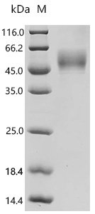 Recombinant Human B-lymphocyte antigen CD19 (CD19), partial, Biotinylated (Active), Homo sapiens (Human), Mammalian cell, C-terminal 10xHis-Avi-tagged, 35.0 kDa, purity >95% as determined by SDS-PAGE.