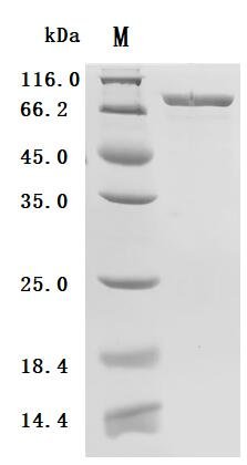 Recombinant Human Endoplasmic reticulum chaperone BiP (HSPA5) (Active), Homo sapiens (Human), Mammalian cell, C-terminal 10xHis-tagged, 71.8 kDa, purity >90% as determined by SDS-PAGE.