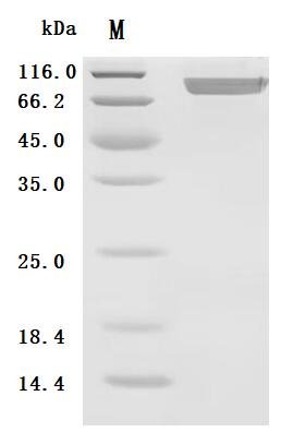 Recombinant Mouse Prolyl endopeptidase FAP (Fap), partial (Active), Mus musculus (Mouse), Mammalian cell, C-terminal 10xHis-tagged, 91.5 kDa, purity >95% as determined by SDS-PAGE.