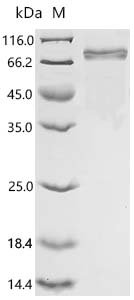 Recombinant Macaca fascicularis Leucine rich repeat containing G protein-coupled receptor 5 (LGR5), partial (Active), Macaca fascicularis (Crab-eating macaque) (Cynomolgus monkey), Mammalian cell, C-terminal 10xHis-tagged, 66.0 kDa, purity >90% as determined by SDS-PAGE.