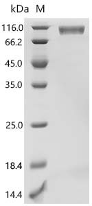 Recombinant Human Receptor-type tyrosine-protein kinase FLT3 (FLT3), partial, Biotinylated (Active), Homo sapiens (Human), Mammalian cell, C-terminal 10xHis-Avi-tagged, 63.2 kDa, purity >95% as determined by SDS-PAGE.