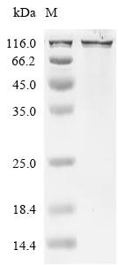 Recombinant Mouse Delta-like protein 3 (Dll3), partial (Active), Mus musculus (Mouse), Mammalian cell, N-terminal HSA-tagged and C-terminal 10xHis-tagged, 115.7 kDa, purity >95% as determined by SDS-PAGE.Greater than 90% as determined by SEC-HPLC.