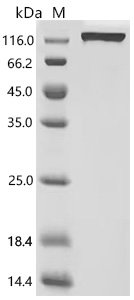 Recombinant Mouse Vascular endothelial growth factor receptor 2 (Kdr), partial (Active), Mus musculus (Mouse), Mammalian cell, C-terminal hFc1-tagged, 111.9 kDa, purity >95% as determined by SDS-PAGE.Greater than 95% as determined by SEC-HPLC.