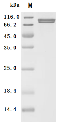 Recombinant Human Cadherin-3 (CDH3), partial (Active), Homo sapiens (Human), Mammalian cell, C-terminal 10xHis-tagged, 70.8 kDa, purity >95% as determined by SDS-PAGE.