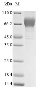 Recombinant Human Heat-stable enterotoxin receptor (GUCY2C), partial (Active), Homo sapiens (Human), Mammalian cell, N-terminal 10xHis-tagged, 49.6 kDa, purity >95% as determined by SDS-PAGE.
