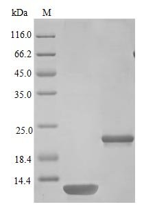 Recombinant Mouse Interleukin-5 protein (Il5), Mus musculus (Mouse), E.Coli, Tag-Free, 13.1 kDa, purity >>98% as determined by SDS-PAGE.