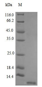 Recombinant Human Stromal cell-derived factor 1 protein (CXCL12) (Active), Homo sapiens (Human), E.Coli, Tag-Free, 8.0 kDa, purity >>97% as determined by SDS-PAGE.