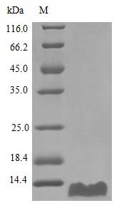 Recombinant Human C-C motif chemokine 20 protein (CCL20), Homo sapiens (Human), E.Coli, Tag-Free, 8.0 kDa, purity >>97% as determined by SDS-PAGE.