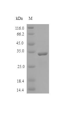 Recombinant Human SPARC protein (SPARC), partial (Active), Homo sapiens (Human), E.Coli, Tag-Free, 32.7 kDa, purity >>98% as determined by SDS-PAGE.