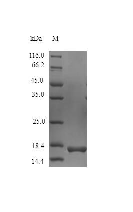 Recombinant Macaca mulatta Interferon gamma (IFNG) (Active), Macaca mulatta (Rhesus macaque), E.Coli, Tag-Free, 16.8 kDa, purity >>97% as determined by SDS-PAGE.