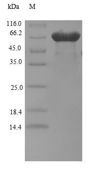 Recombinant Human eIF5-mimic protein 1 (BZW2) (Active), Homo sapiens (Human), E.coli, N-terminal GST-tagged, 75.2kDa, purity >90% as determined by SDS-PAGE.