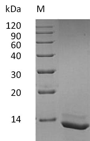 Recombinant Human Interleukin-15 (IL15) (Active), Homo sapiens (Human), E.coli, Tag-Free, 12.5 kDa, purity >95% as determined by SDS-PAGE.