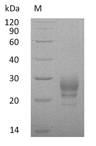 Recombinant Human Interleukin-7 (IL7) (Active), Homo sapiens (Human), Mammalian cell, C-terminal 6xHis-tagged, 18.4 kDa, purity >95% as determined by SDS-PAGE.