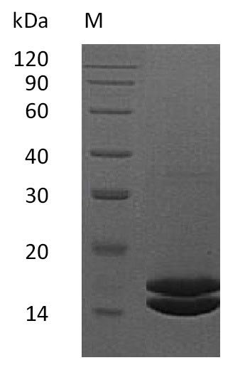 Recombinant Human Interleukin-2 (IL2) (Active), Homo sapiens (Human), Mammalian cell, C-terminal 6xHis-tagged, 16.4 kDa, purity >95% as determined by SDS-PAGE.