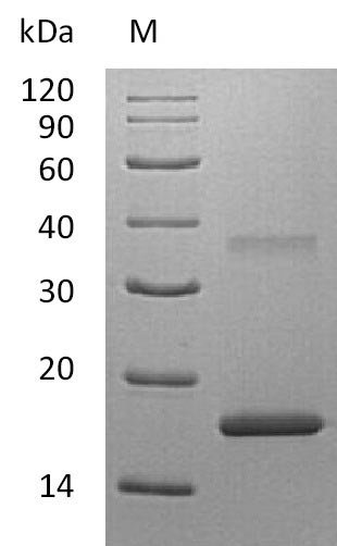 Recombinant Human Interleukin-7 (IL7) (Active), Homo sapiens (Human), E.coli, Tag-Free, 17.5 kDa, purity >95% as determined by SDS-PAGE.