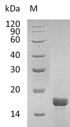 Recombinant Mouse Interleukin-2 (Il2) (Active), Mus musculus (Mouse), E.coli, Tag-Free, 17.4 kDa, purity >95% as determined by SDS-PAGE.
