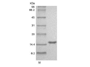 Recombinant Human Interleukin-2 (IL2), partial (Active) (GMP), Homo sapiens (Human), E.Coli, Tag-Free, 15.4 kDa, purity >> 98 % by SDS-PAGE and HPLC analyses.