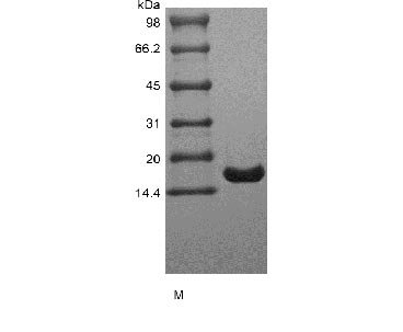 Recombinant Human Interleukin-7 (IL7) (Active) (GMP), Homo sapiens (Human), E.Coli, Tag-Free, 17.4 kDa, purity >> 98 % by SDS-PAGE and HPLC analyses.