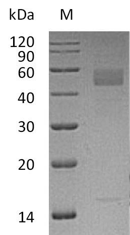 Recombinant Human Inhibin beta C chain (INHBC) (Active), Homo sapiens (Human), Mammalian cell, C-terminal 6xHis-tagged, 37.5 kDa, purity >95% as determined by SDS-PAGE.