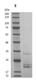 Recombinant Human Granulocyte colony-stimulating factor (CSF3),Partial (Active), Homo sapiens (Human), Mammalian cell, Tag free, 18.7 kDa, purity >95% as determined by SDS-PAGE.